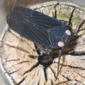 Desudaba (Genus) at Warana, QLD - 24 Nov 2023 12:09 PM