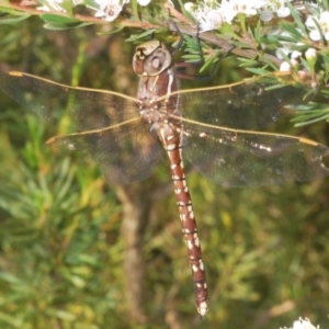 Adversaeschna brevistyla at Black Mountain - 4 Dec 2023