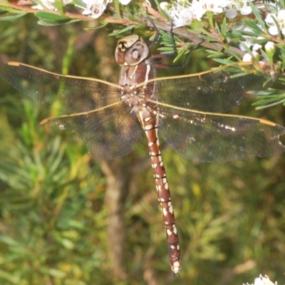 Adversaeschna brevistyla (Blue-spotted Hawker) at Acton, ACT - 4 Dec 2023 by Harrisi