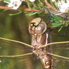 Adversaeschna brevistyla at Black Mountain - 4 Dec 2023 06:57 PM