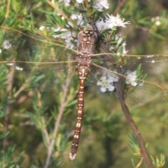 Adversaeschna brevistyla at Black Mountain - 4 Dec 2023