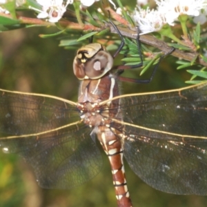 Adversaeschna brevistyla at Black Mountain - 4 Dec 2023 06:57 PM