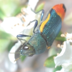 Castiarina kerremansi (A jewel beetle) at Black Mountain - 4 Dec 2023 by Harrisi