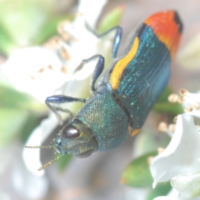 Castiarina kerremansi (A jewel beetle) at Black Mountain - 4 Dec 2023 by Harrisi