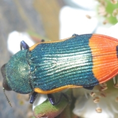 Castiarina kerremansi at Black Mountain - 4 Dec 2023 09:33 PM