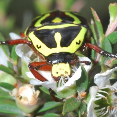 Eupoecila australasiae (Fiddler Beetle) at Black Mountain - 27 Nov 2023 by Harrisi