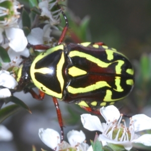 Eupoecila australasiae at Black Mountain - 27 Nov 2023