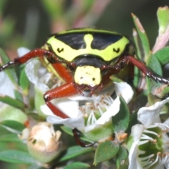 Eupoecila australasiae at Black Mountain - 27 Nov 2023