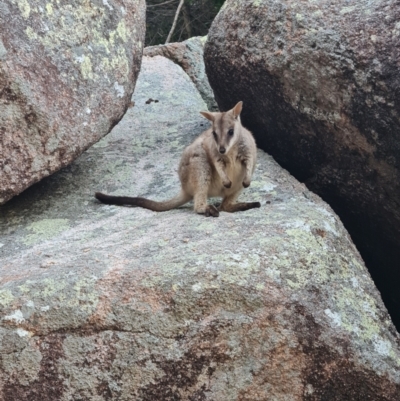 Petrogale assimilis (Allied Rock Wallaby) at Nelly Bay, QLD - 16 Aug 2023 by WalkYonder