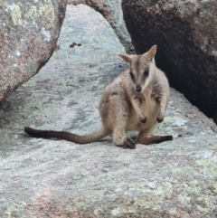 Petrogale assimilis at Nelly Bay, QLD - 16 Aug 2023