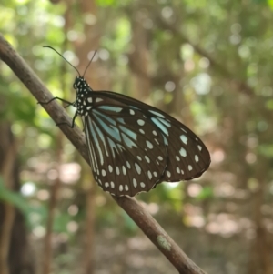 Tirumala hamata at Magnetic Island National Park - 16 Aug 2023