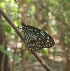 Tirumala hamata at Magnetic Island National Park - 16 Aug 2023