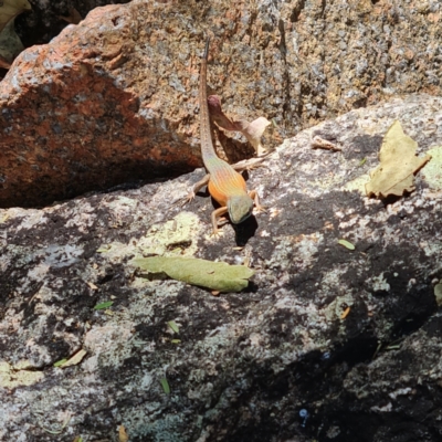 Unidentified Skink at Magnetic Island National Park - 15 Aug 2023 by WalkYonder
