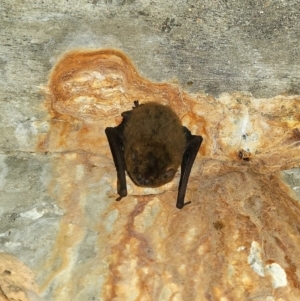 Vespertilionidae (family) at Magnetic Island National Park - 15 Aug 2023 12:12 PM