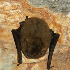 Vespertilionidae (family) at Magnetic Island National Park - 15 Aug 2023 12:12 PM