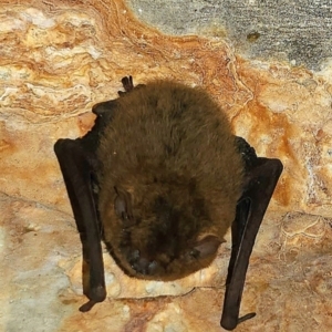 Vespertilionidae (family) at Magnetic Island National Park - 15 Aug 2023 12:12 PM