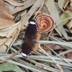 Euploea tulliolus (Purple Crow) at Arcadia, QLD - 16 Aug 2023 by WalkYonder