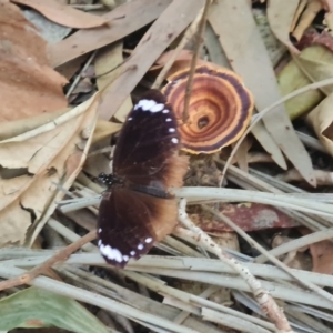 Euploea tulliolus at Magnetic Island National Park - 16 Aug 2023 01:09 PM