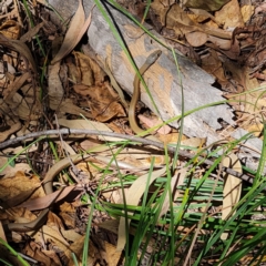 Unidentified Snake at Arcadia, QLD - 4 Dec 2023 by WalkYonder