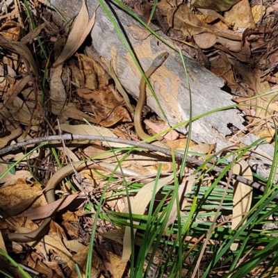 Demansia torquata (Collared Whipsnake) at Magnetic Island National Park - 5 Dec 2023 by WalkYonder