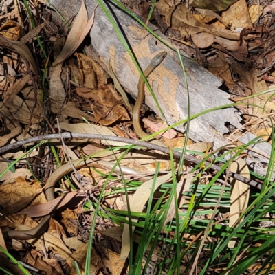 Unidentified Snake at Arcadia, QLD - 4 Dec 2023 by WalkYonder