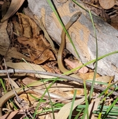 Demansia torquata at suppressed - suppressed
