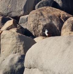 Haliastur indus (Brahminy Kite) at West Point, QLD - 17 Aug 2023 by WalkYonder