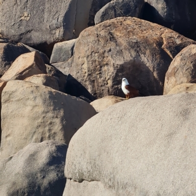 Haliastur indus (Brahminy Kite) at West Point, QLD - 16 Aug 2023 by WalkYonder