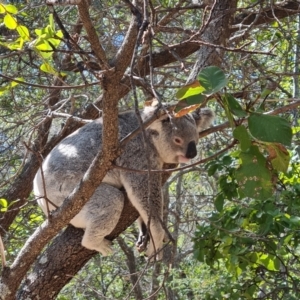 Phascolarctos cinereus at Magnetic Island National Park - 15 Aug 2023