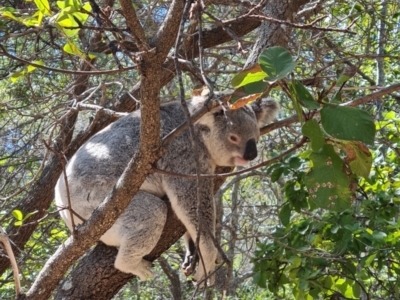 Phascolarctos cinereus (Koala) at Magnetic Island National Park - 15 Aug 2023 by WalkYonder