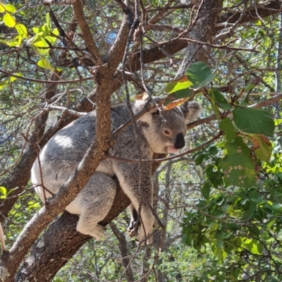 Phascolarctos cinereus (Koala) at Arcadia, QLD - 15 Aug 2023 by WalkYonder