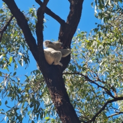 Phascolarctos cinereus at Magnetic Island National Park - 15 Aug 2023 11:25 AM