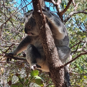 Phascolarctos cinereus at Magnetic Island National Park - 15 Aug 2023