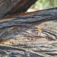 Oecophylla smaragdina at Magnetic Island National Park - 15 Aug 2023 01:07 PM