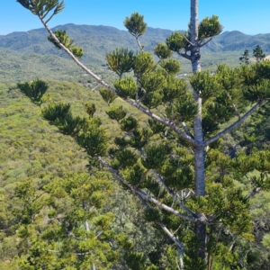 Araucaria cunninghamii at Magnetic Island National Park - 15 Aug 2023