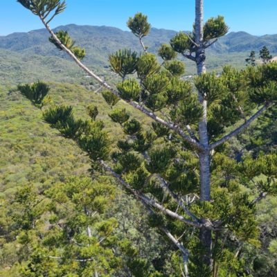 Araucaria cunninghamii (Hoop Pine) at Arcadia, QLD - 15 Aug 2023 by WalkYonder