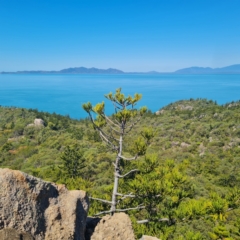 Araucaria cunninghamii at Magnetic Island National Park - 15 Aug 2023 12:48 PM