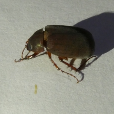 Unidentified Scarab beetle (Scarabaeidae) at Emu Creek - 4 Dec 2023 by JohnGiacon