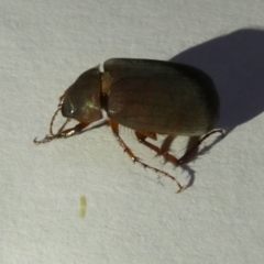 Unidentified Beetle (Coleoptera) at Flea Bog Flat to Emu Creek Corridor - 4 Dec 2023 by JohnGiacon