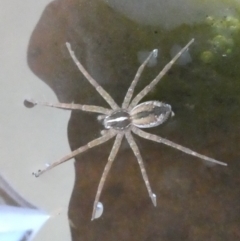Dolomedes (genus) (Fishing spider) at Flea Bog Flat to Emu Creek Corridor - 4 Dec 2023 by JohnGiacon