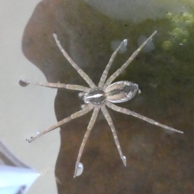 Dolomedes (genus) (Fishing spider) at Flea Bog Flat to Emu Creek Corridor - 4 Dec 2023 by JohnGiacon