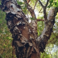 Unidentified Other Tree at Magnetic Island National Park - 16 Aug 2023 by WalkYonder