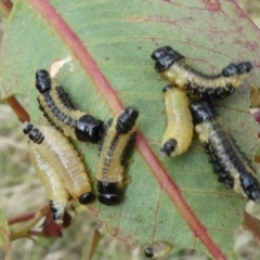 Paropsis atomaria (Eucalyptus leaf beetle) at Flea Bog Flat to Emu Creek Corridor - 3 Dec 2023 by JohnGiacon