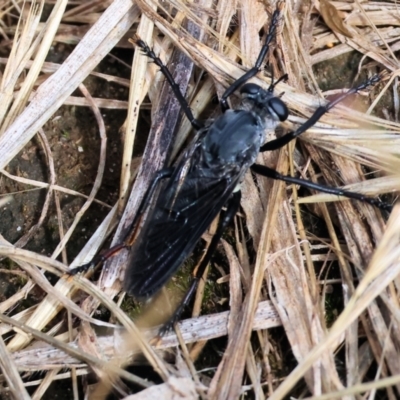 Unidentified Robber fly (Asilidae) at Wodonga, VIC - 2 Dec 2023 by KylieWaldon