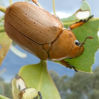 Anoplognathus sp. (genus) (Unidentified Christmas beetle) at Emu Creek - 3 Dec 2023 by JohnGiacon