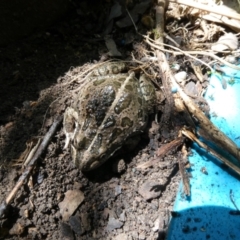 Limnodynastes tasmaniensis (Spotted Grass Frog) at Belconnen, ACT - 22 Nov 2023 by JohnGiacon