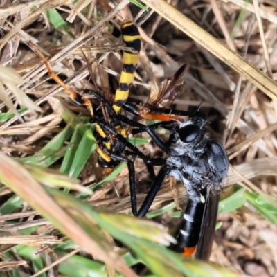 Unidentified Robber fly (Asilidae) at Wodonga, VIC - 2 Dec 2023 by KylieWaldon