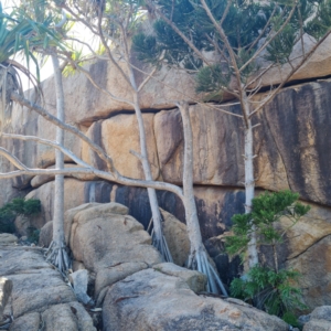 Pandanus tectorius at Arcadia, QLD - 14 Aug 2023 03:00 PM