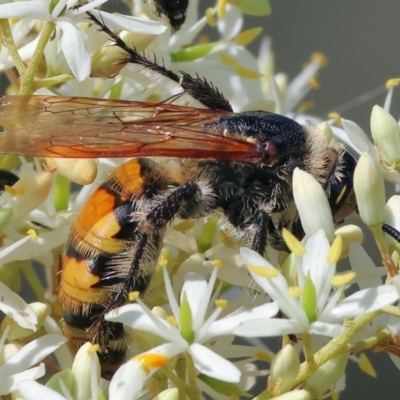 Unidentified Flower wasp (Scoliidae or Tiphiidae) at Wodonga - 2 Dec 2023 by KylieWaldon