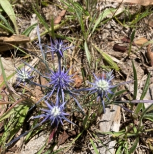 Eryngium ovinum at Emu Creek - 4 Dec 2023 01:01 PM